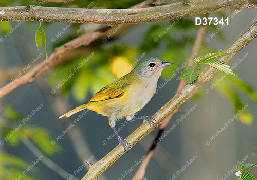 Chestnut-vented Conebill (Conirostrum speciosum)